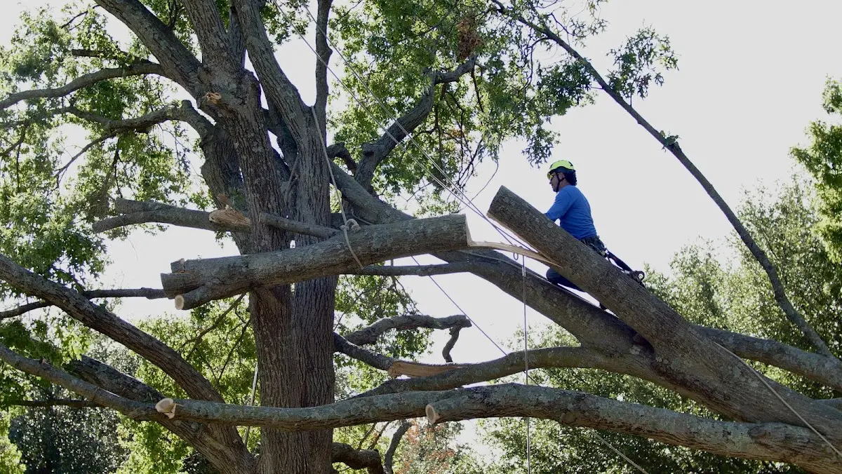Professional Hazardous Tree Removal performed by certified arborists in Monmouth